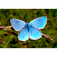 Adonis Blue bellargus 5 pupae Adonis Blue bellargus 5 pupae